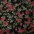 Купить Шелк жаккард, розы на черном, GUCCI в Интернет-Магазине Изображение Шелк жаккард, розы на черном, GUCCI
