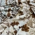 Изображение Плательная ткань цветы, дизайн ETRO