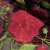 Изображение Вышивка на сетке, розовые цветы