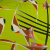 Изображение Крепдешин шелковый натуральный, лайм абстракция