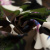 Изображение Хлопок стрейч с эластаном, камуфляж и бабочки