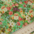 Изображение Плательная ткань, мелкие цветочные букеты
