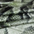 Изображение Атласный шелк натуральный стрейч, рептилия