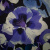 Изображение Плательная шерсть, крупные цветы, синий, дизайн GUCCI