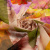 Изображение Шифон купон, полиэстер, крупные цветы