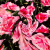 Изображение Бархат розы, дизайн D&G