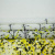 Изображение Шелк шифон натуральный, желтые цветы, дизайн GIAMBATTISTA VALLI