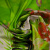 Изображение Атласный шелк натуральный стрейч, тропики лайм цветы