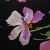Изображение Шелк натуральный, лилии на черном, дизайн BLUMARINE