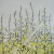 Изображение Шелк шифон натуральный, желтые цветы, дизайн GIAMBATTISTA VALLI