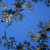 Изображение Трикотаж, графичные цветы на голубом