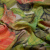 Изображение Шелк шифон натуральный, цветы мака